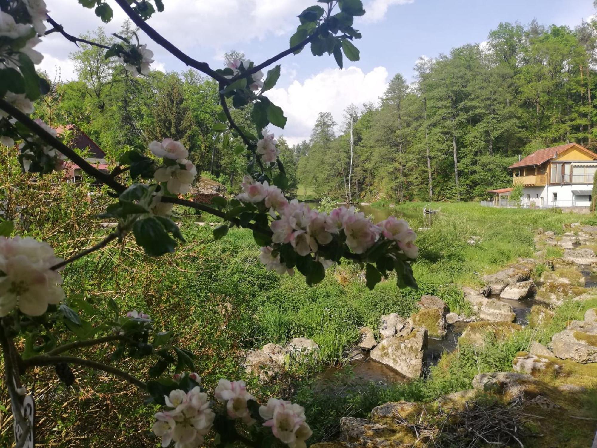 Ferienwohnung Und Sommerhaus Unter Der Burg Falkenberg  Zewnętrze zdjęcie